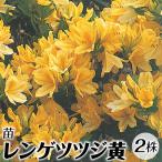 レンゲツツジ 苗 苗木 黄 2株 / 庭木 植木 花木苗 蓮華躑躅苗 蓮華躑躅の苗 レンゲツツジ苗 レンゲツツジの苗