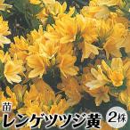 レンゲツツジ 黄 苗 苗木  2株 / 蓮華躑躅 レンゲツツジの苗木 レンゲツツジの木 庭木 植木 花木苗