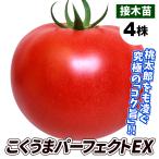 接木野菜苗 大玉トマト 接木F1こくうまパーフェクトEX 4株 接木苗 9cmポット やさいなえ 国華園 こっかえん