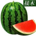 接木野菜苗 種なしスイカ 大玉 接木