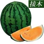 接木野菜苗小玉スイカ接木F1ベビー...