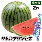 接木野菜苗 小玉スイカ苗 接木F1リトルプリンセス 2株 9cmポット 人気 国華園