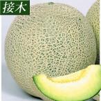 接木野菜苗メロン接木F1グリーンネ...