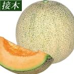 接木野菜苗 メロン 接