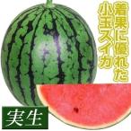 実生野菜苗 スイカ F1赤肉こだま 4株 西瓜 実生苗 9cmポット やさいなえ 国華園 こっかえん