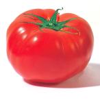 実生野菜苗大玉トマト大型福寿4株自...