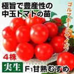 実生野菜苗 中玉トマト F1甘熟むす