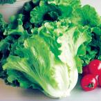  реальный сырой овощи рассада lettuce салат lettuce 4 АО собственный корень рассада ....... страна ..