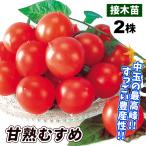 ショッピング野菜 接木野菜苗 中玉トマト 接木F1甘熟むすめ 2株 接木苗 9cmポット やさいなえ 国華園 こっかえん