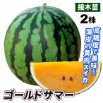 接木野菜苗 中玉スイカ苗 接木F1ゴールドサマー 2株 9cmポット 人気 国華園