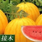 接木野菜苗 中玉スイカ 接木F1月光 2