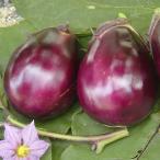 接木野菜苗水ナス接木F1味の極み2...