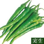  реальный сырой овощи рассада .tougalasi. видеть . длина перец стручковый 8 АО 