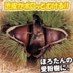 �ʎ��c �N�� �ۂ낷��PVP1��