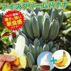 果樹苗 耐寒性バナナ アイスクリームバナナ 3株