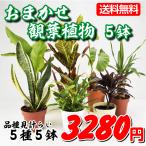 鉢花 おまかせ観葉植物(5種5鉢)送料無料 お楽しみ セット set アソート おしゃれ 人気 育てやすい インテリア