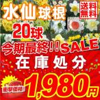 スイセン 球根 在庫処分水仙球根ミックス (無選別) 20球 送料無料