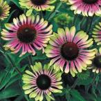 ショッピングエキナセア 花苗 エキナセア グリーンツイスター 3株 / 花の苗 切り花向き