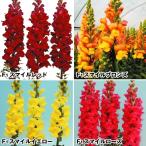 花苗特選金魚草スマイルセット4種8...