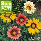 ケース花苗ガザニアミックス48株/...