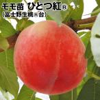 モモ ひとつ紅R （富士野生桃R台） 1株 果樹苗 国華園