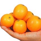 キンカン選抜寧波金柑1株カンキツ果...