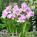 秋植え球根 フリージア ダブル咲 桃花 4球