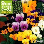 ケース花苗ビオラミックス48株/花...