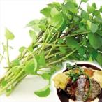 国華園 種 野菜たね ハーブ クレソン 1袋（0.3ml） や