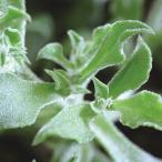 種 野菜たね 菜類 アイスプラント 1袋（コート種子 20粒） 野菜の種 国華園