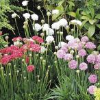 アルメリア 種 バレリーナミックス 1袋(20粒) / アルメリアの種 アルメリアの花 ハマカンザシ 花たね 花の種 種子 タネ 国華園