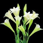国華園 種 花たね 新鉄砲ユリ F1グランデスタ 1袋(15粒) / 花の種…