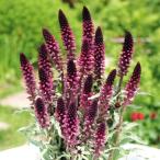 花苗リシマキアアトロパープレアボジ...