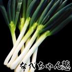  лук-батун рассада F1 кастрюля Chan .50шт.@. покупка 