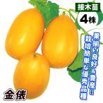 苗 マクワウリの人気商品 通販 価格比較 価格 Com