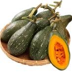 実生野菜苗カボチャF1ウルトラ万次...
