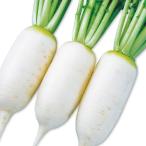  вид овощи .. дайкон F1 4 сезон midi дайкон 1 пакет (3ml)
