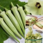 種 野菜たね オクラ ヘルシエ 1袋（90粒） やさいの種 国華園