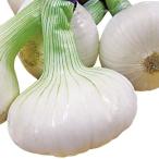 ショッピング玉ねぎ 種 野菜たね タマネギ 立春の香り 1袋(2ml)