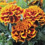  вид цветок .. French Marie Gold koro подвеска 1 пакет (300mg)