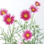  вид цветок .. Cosmos "солнечный круг" 1 пакет (20 шарик )