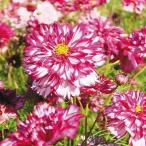  вид цветок .. Cosmos двойной клик bai цвет violet 1 пакет (100mg)