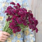  вид цветок .. cкабиоза красный 1 пакет (300mg)