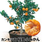 カンキツ 苗木 桜島小みかん 1株 果樹苗 国華園