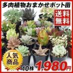 多肉植物 おまかせポット苗 セット（10株）アソート セット set/観葉植物 花苗 おしゃれ インテリア 室内 こっかえん 国華園