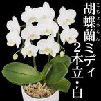 胡蝶蘭 2本立コチョウランミディ 白花 1鉢 送料込