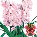 正月特集 シンビジューム 桃系（カゴ・リボン付き） 5本立て 1鉢 送料無料