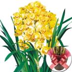 正月特集 シンビジューム 黄系（カゴ・リボン付き） 5本立て 1鉢 送料無料