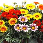 花苗大輪ガザニアミックス8株/花の...
