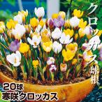 寒咲クロッカス 5種ミックス 花色見計らい 20球 球根 秋植え球根